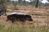 TANZANIA - Serengeti National Park - Hippo - 4